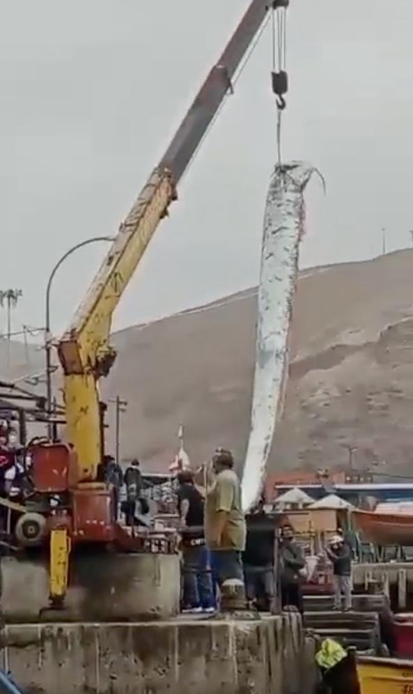 Entenda porque aparição de peixe-remo gigante causou pânico no Chile