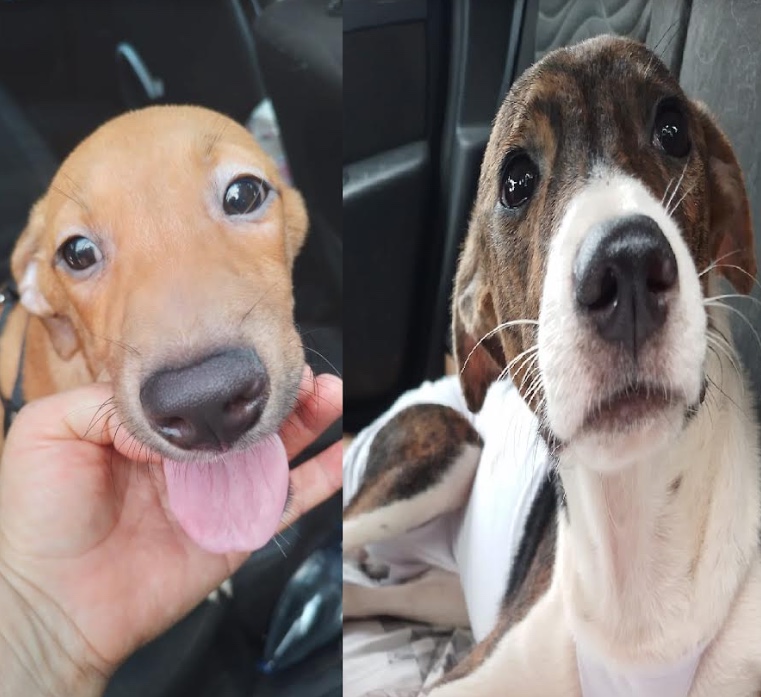 'Arraial Pet' tem quadrilha e adoção de cães e gatos neste sábado em Manaus