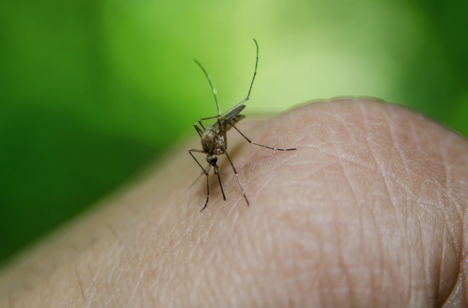 Carapanã x mosquito da dengue: qual é a diferença e como se proteger?