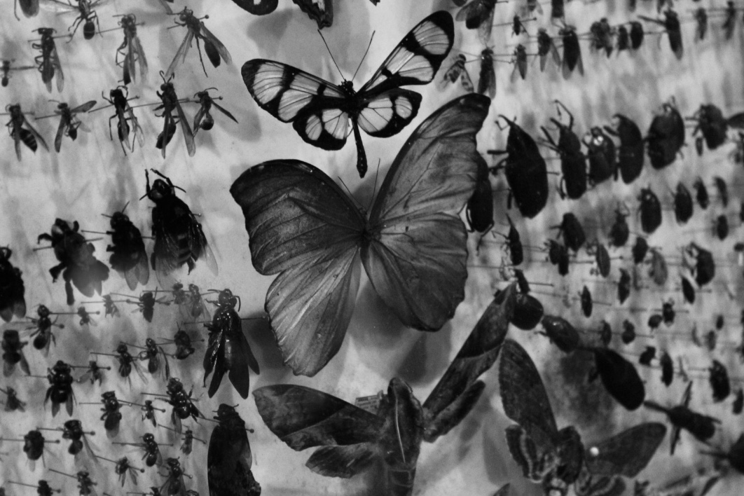 Casarão de Ideias apresenta exposição 'Monocromia' e show de Paulinho Kokay