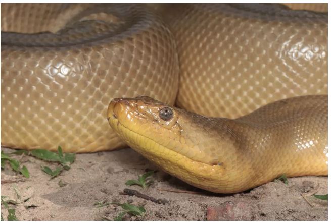 Primeira sucuri amarela mutante do mundo é encontrada na Amazônia