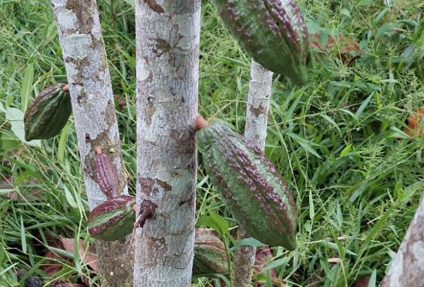 Amazonas fica em alerta para praga em cacau e cupuaçu