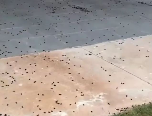 Invasão de besouros em cidade deixa criança com queimadura grave no pescoço