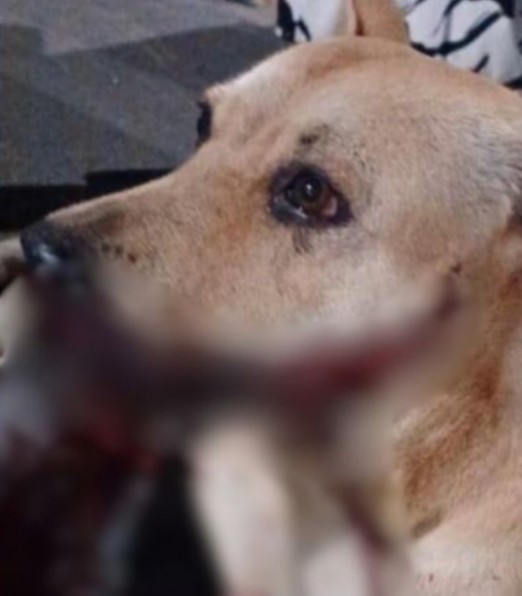 Cadela mutilada por catolé está em estado grave e passará por cirurgia hoje