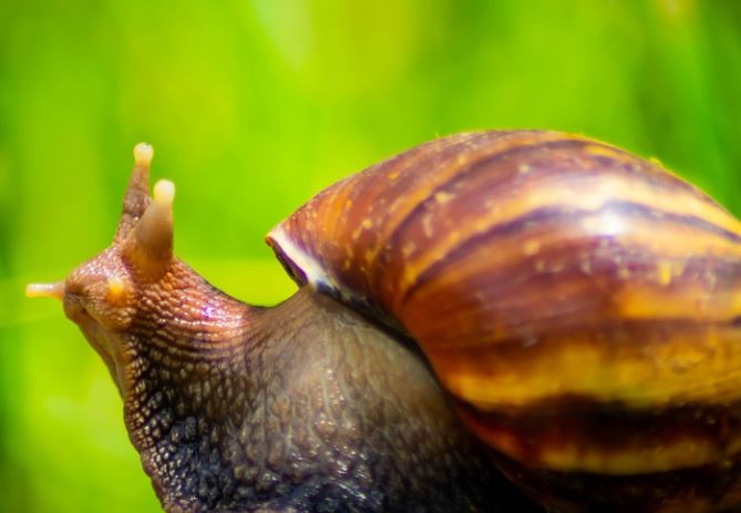 Caramujos africanos podem transmitir um tipo específico de meningite