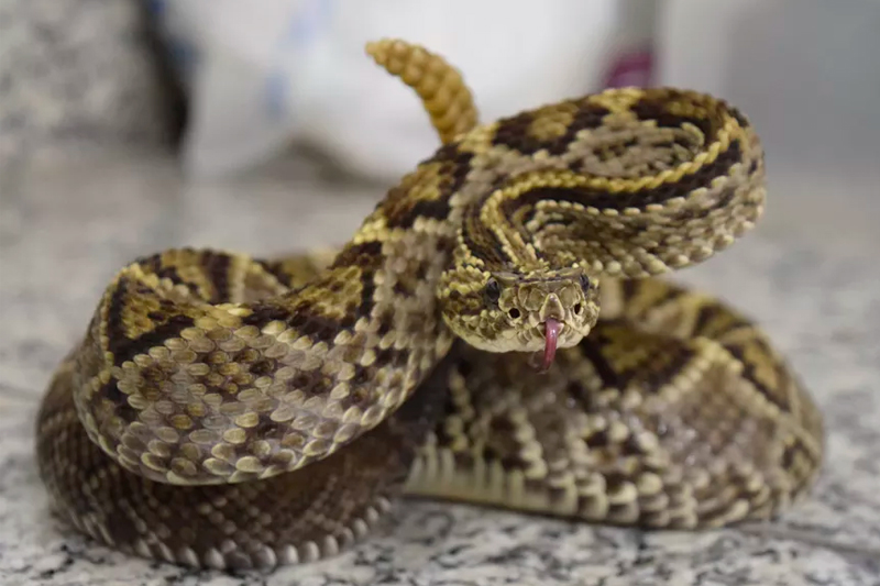 Manaus registrou 145 acidentes com animais peçonhentos até abril deste ano