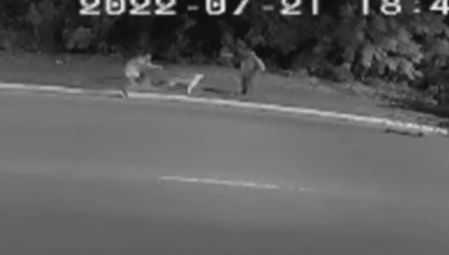 Vídeo: Cachorro morre a tiros tentando salvar seu dono de assaltante