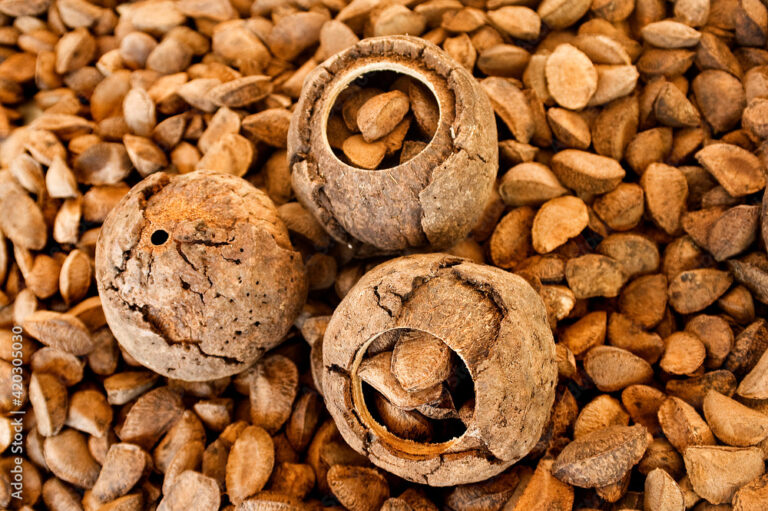 No Amazonas, bioplástico é desenvolvido a partir da castanha-do-Brasil