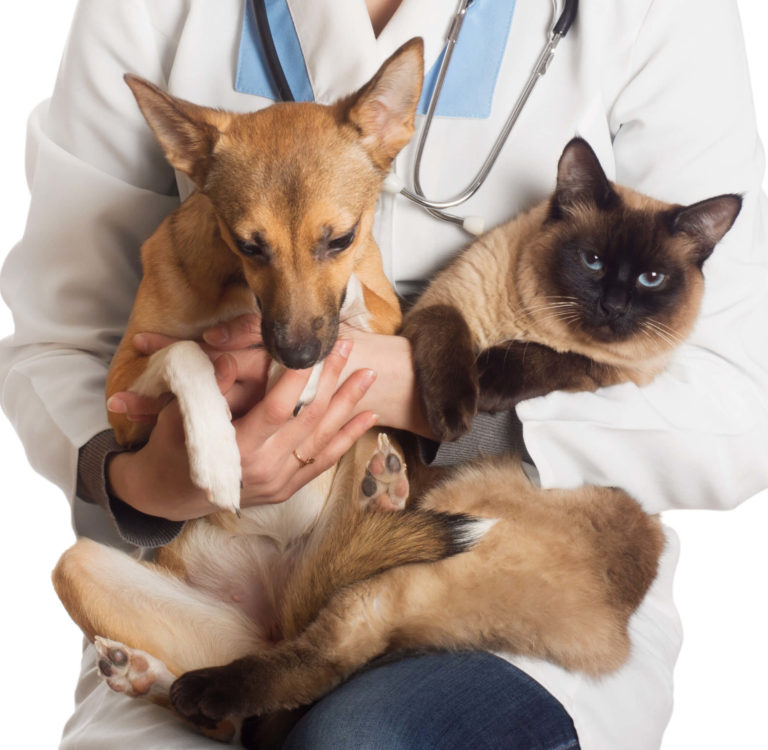 Castramóvel abre vagas para castração de cães e gatos no Amazonas 