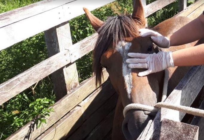 Doença viral em cavalos é investigada no Amazonas