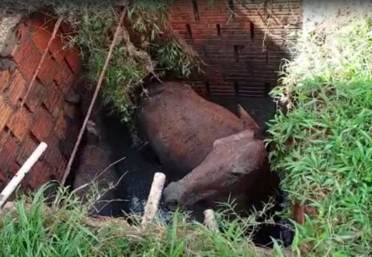 Bombeiros resgatam cavalos que caíram em fossa no Amazonas