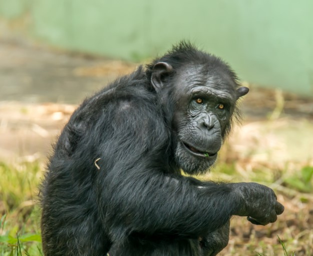 TV japonesa oferece prêmio milionário para mulher fazer sexo com chimpanzé