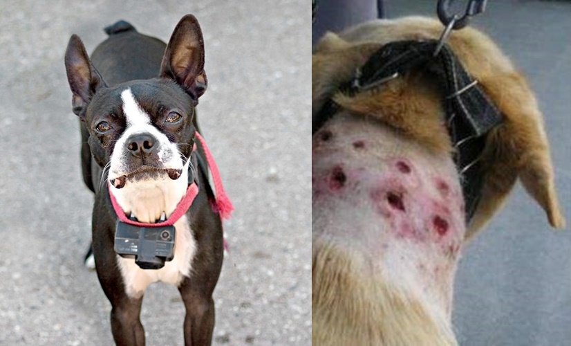 Proibição de uso e comércio de coleiras de choque para animais é aprovada