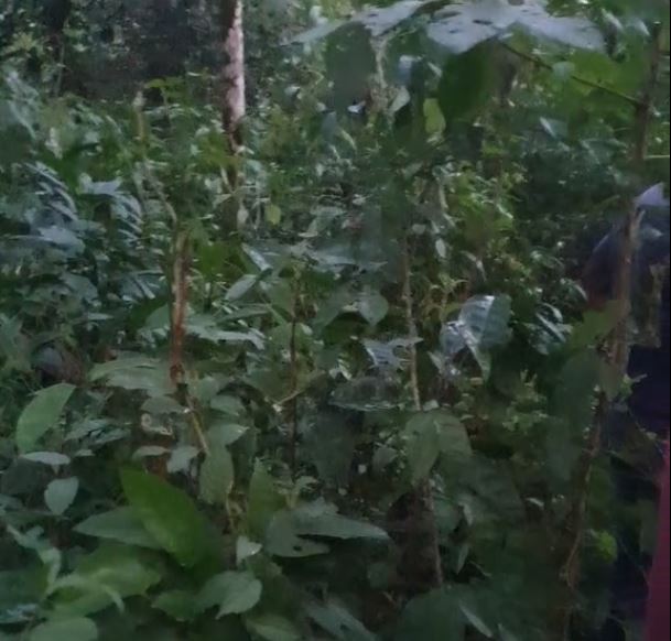 Corpo em decomposição é encontrado em área de mata no Amazonas