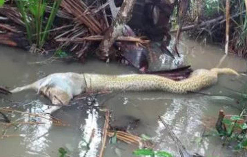 Sucuri tenta engolir cachorro e morre engasgada; imagem forte