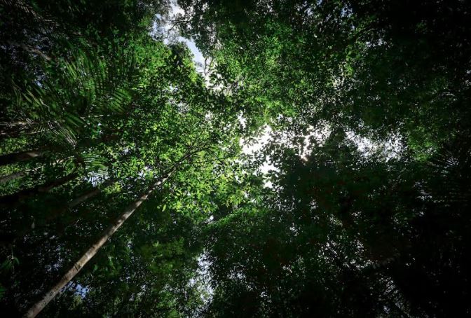 Desmatamento tem redução de 7% em Unidades de Conservação no Amazonas