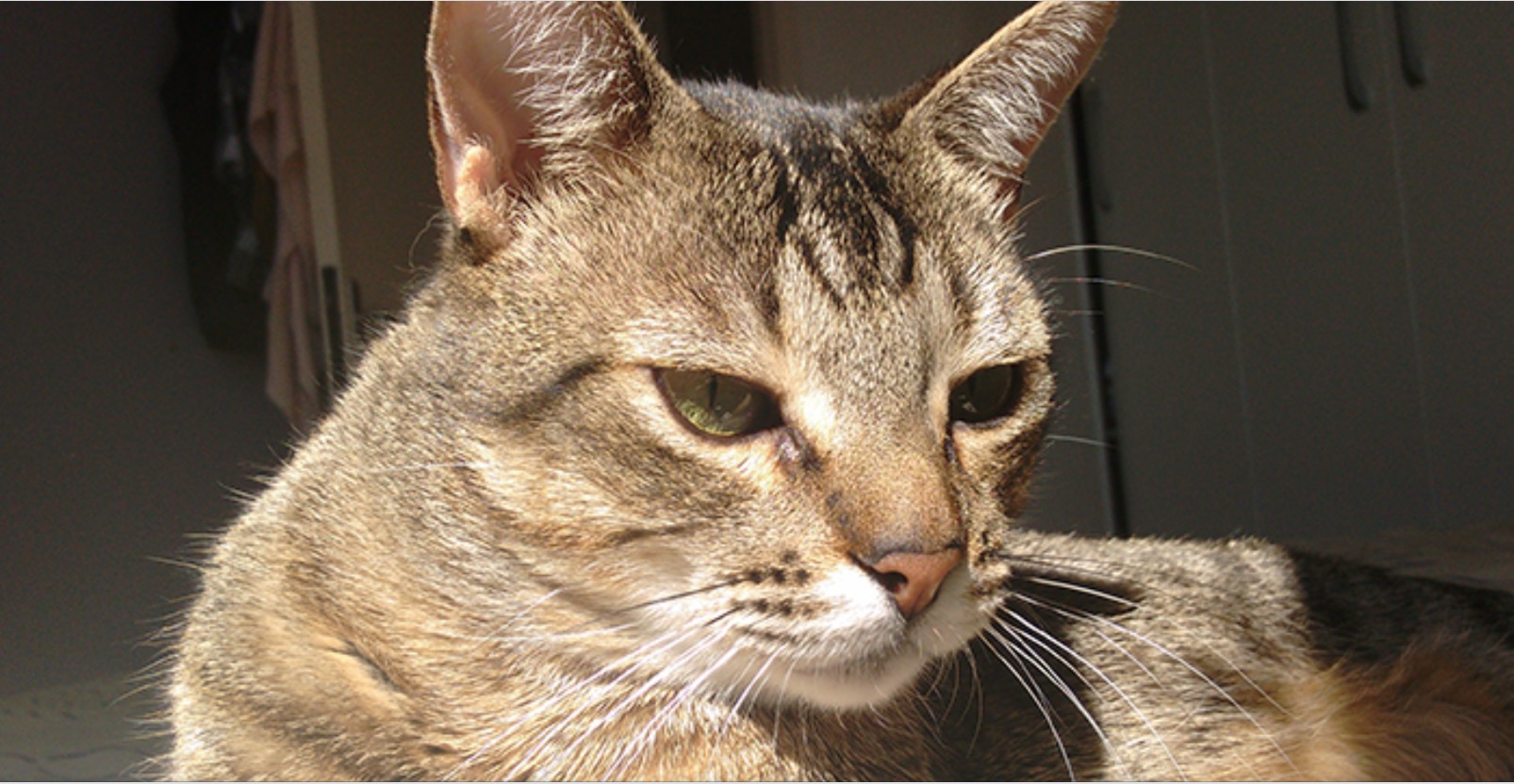 Gatos contraem e transmitem Covid-19, sugere estudo 