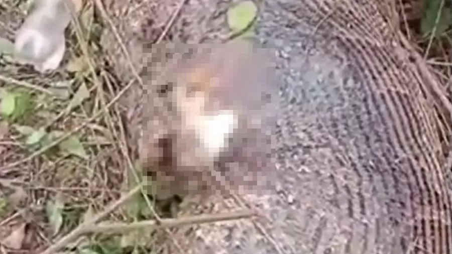 Cobra 'explode' ao tentar engolir vaca inteira; veja