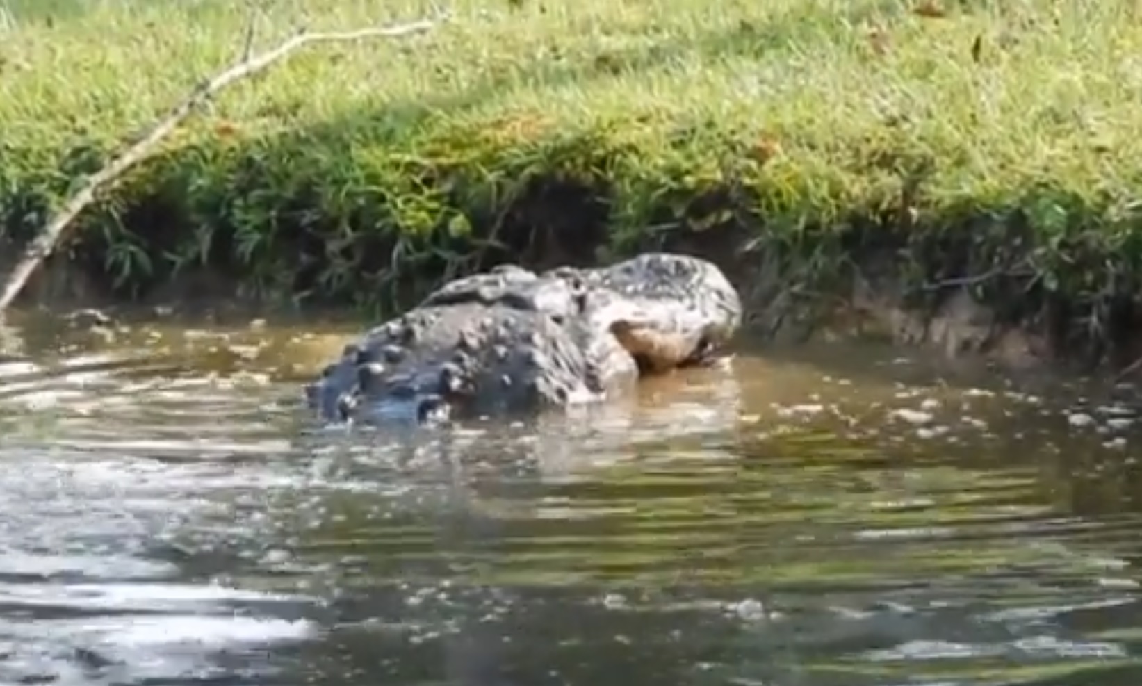 Vídeo mostra crocodilo gigante devorando jacaré de quase 2 metros 