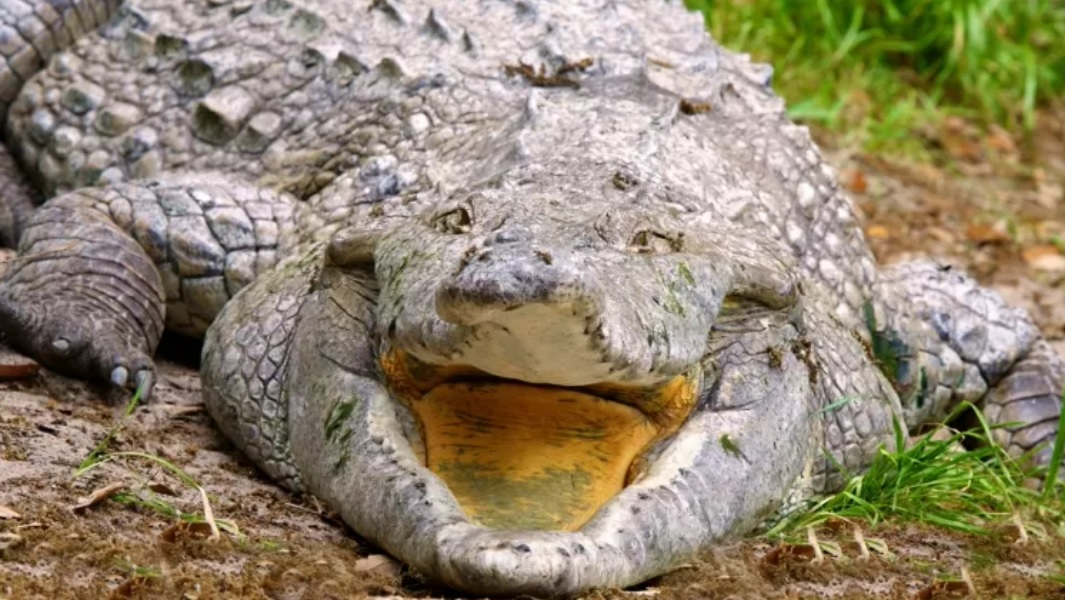Predador gigante: Crocodilo maior que um carro é lançado em rio 