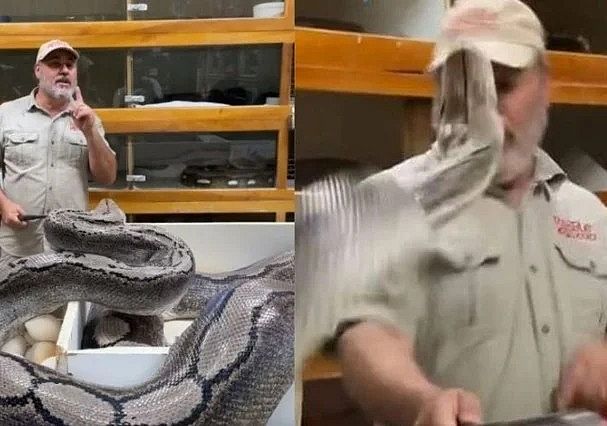 Vídeo: Para proteger seu ninho Píton gigante ataca cuidador