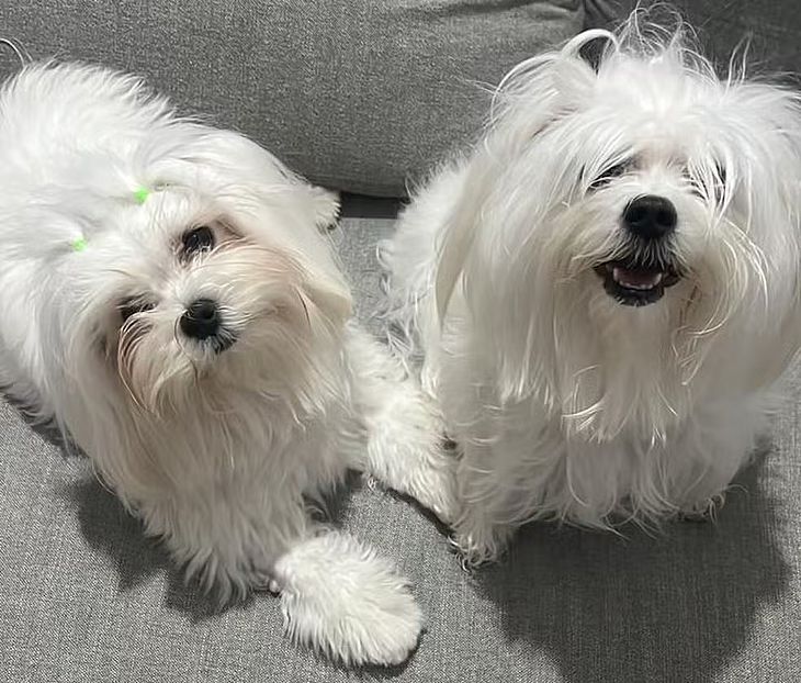 Polícia investiga mortes de cadelas esquecidas em carro de pet shop