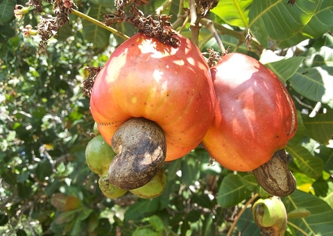 Caju fortalece sistema imunológico e protege o coração