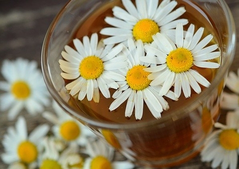 Chá de camomila além de calmante trata problemas estomacais