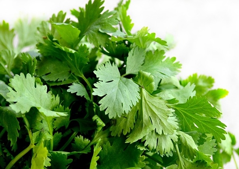 Mais que um tempero, conheça os benefícios do coentro