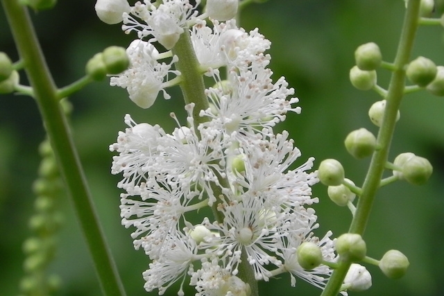  Erva-de-São-Cristóvão combate os sintomas da menopausa