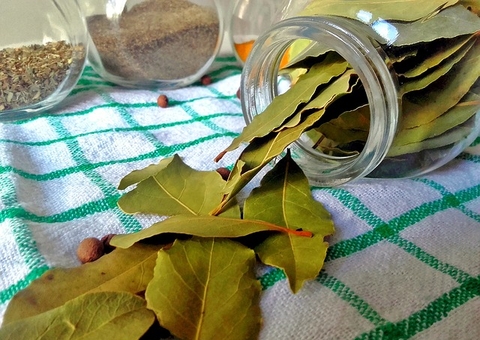 Chá de folha de louro trata problemas digestivos e ansiedade