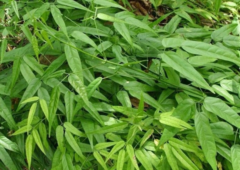 Crajiru combate inflamações; conheça mais benefícios