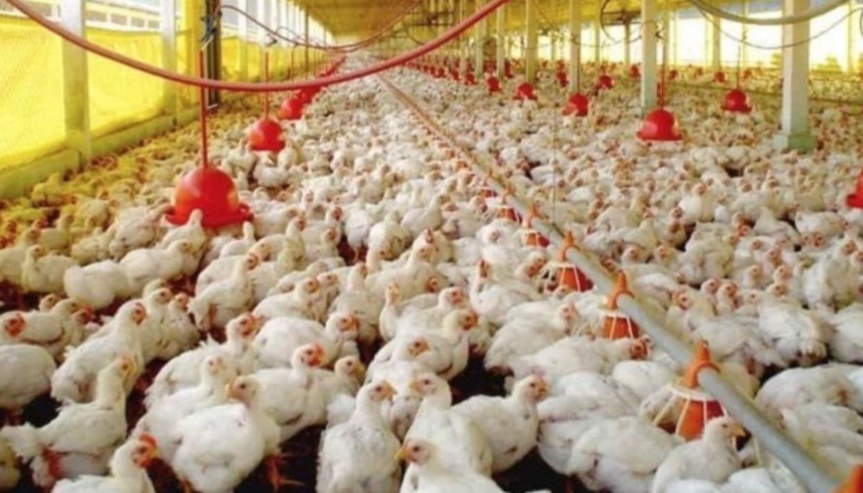 Gripe aviária: 16 países suspendem restrição à carne brasileira 