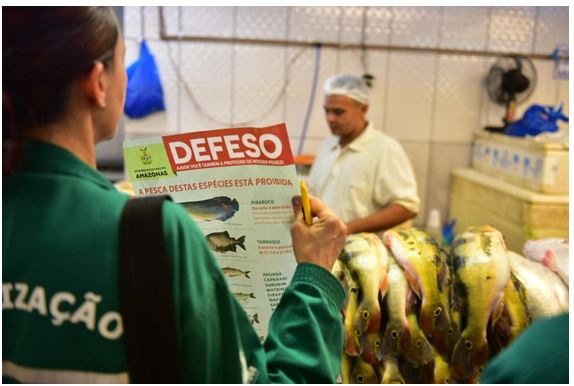 Começa Período de Defeso de espécies no Amazonas 