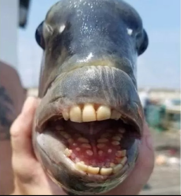 Peixe com dentes humanos é fisgado por pescador e intriga banhistas 