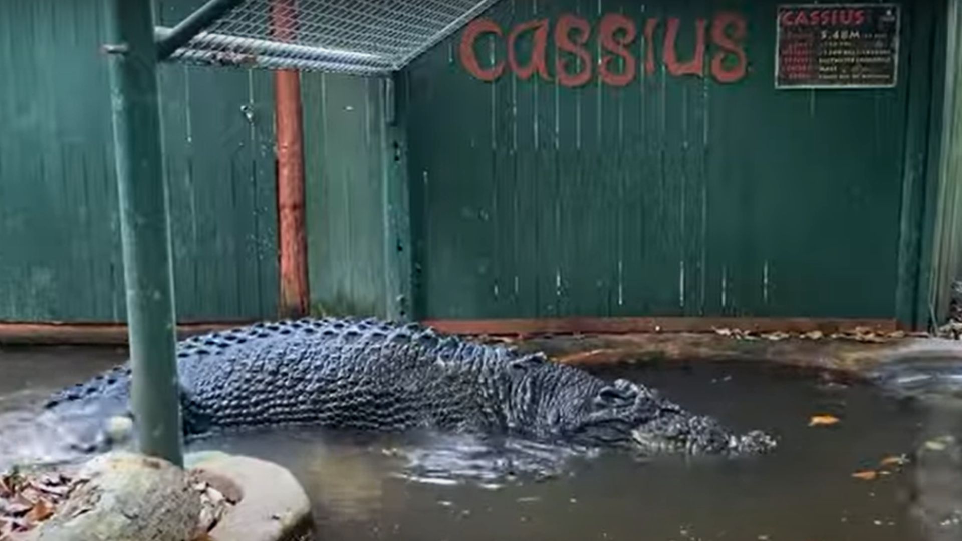 Cassius, maior crocodilo em cativeiro do mundo morre na Austrália