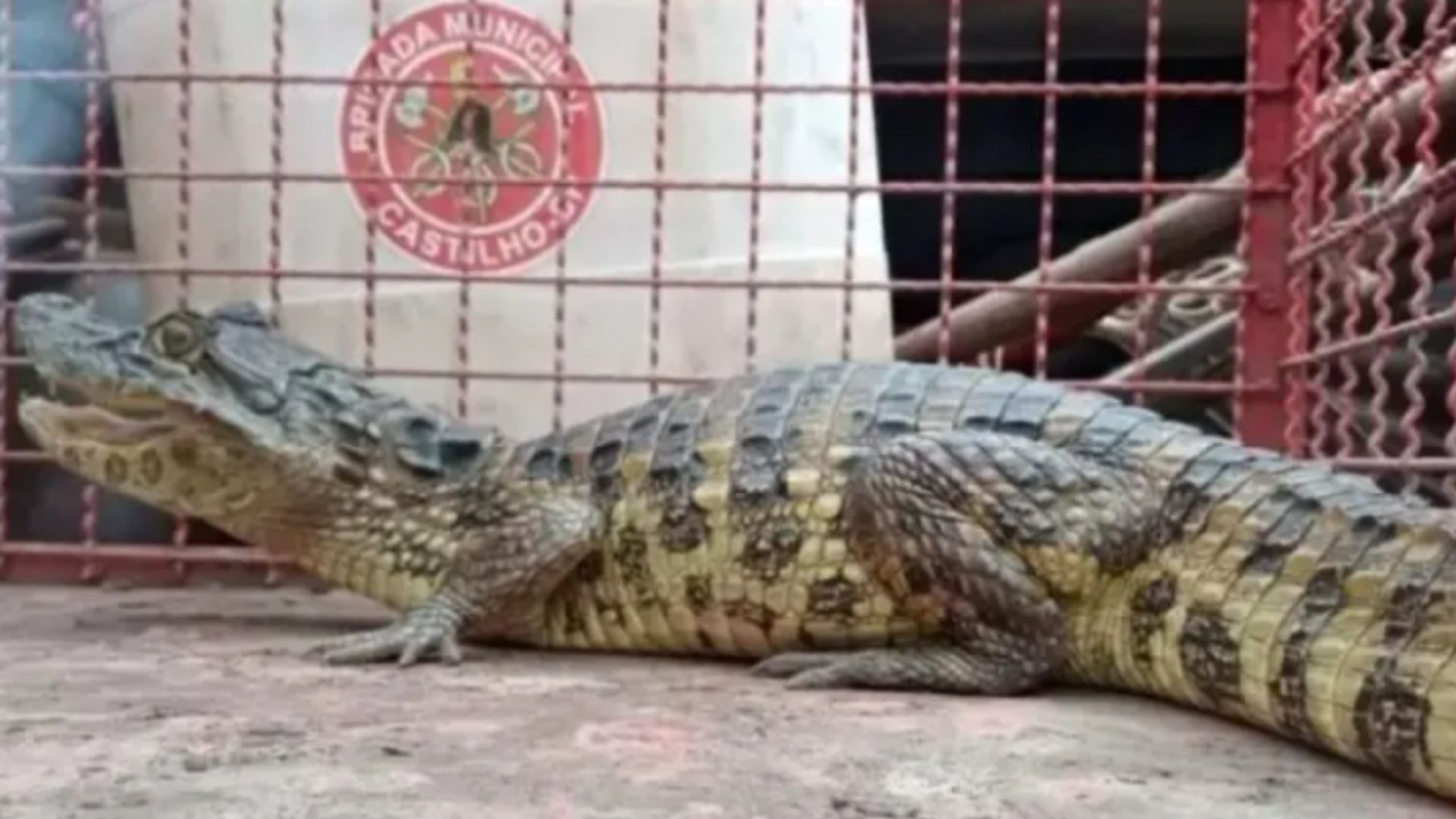 Jacaré de 1,50 m é capturado em quintal de residência no interior de SP