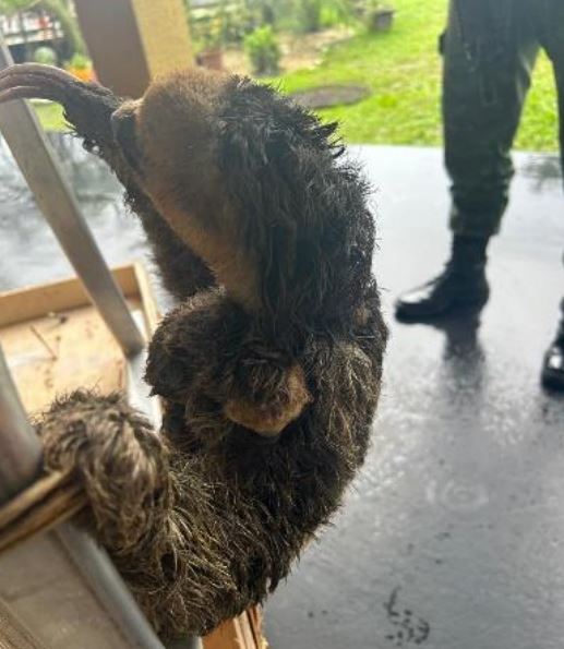 Preguiça e filhote são resgatados dentro de condomínio no União da Vitória