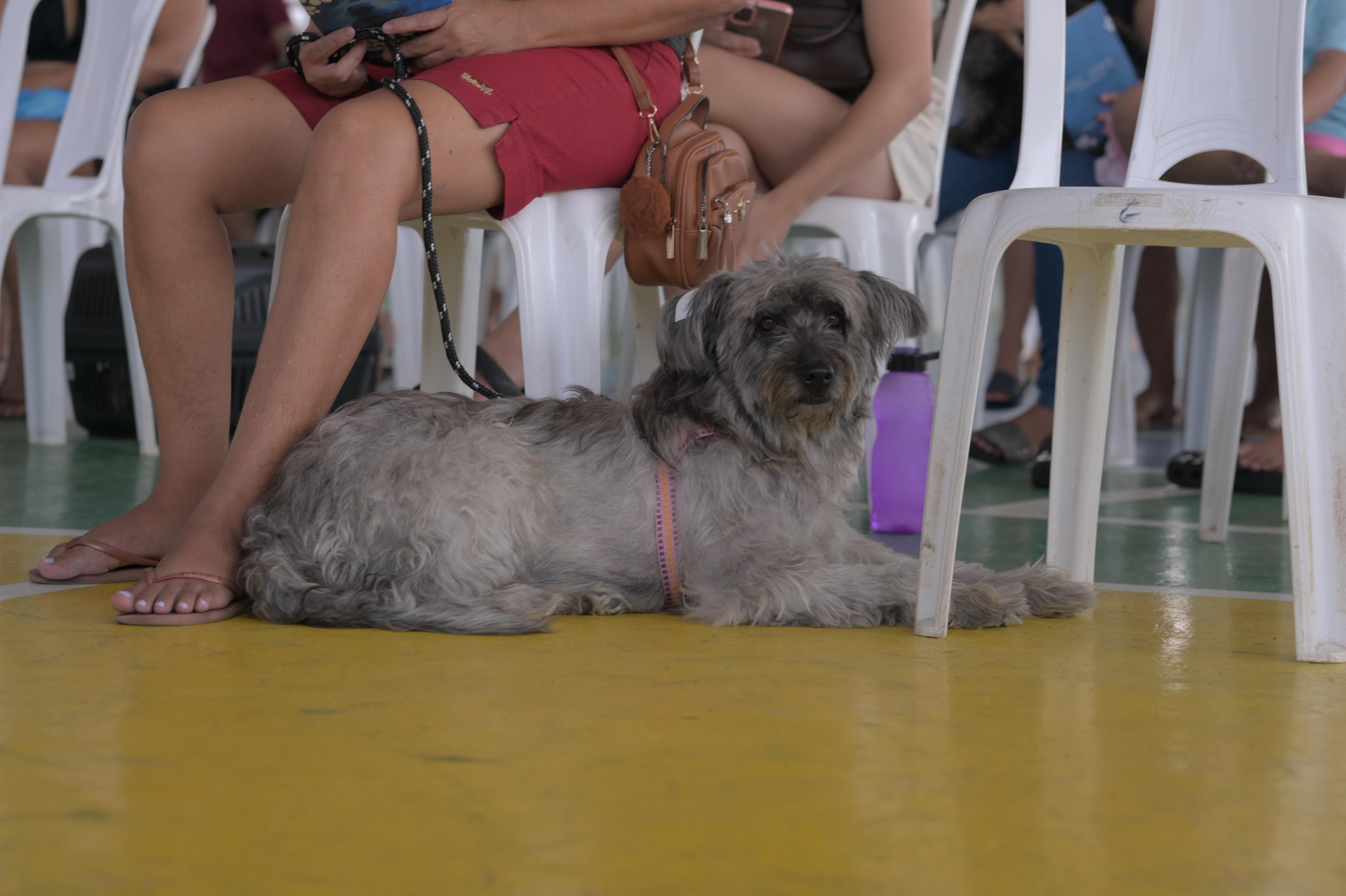 Shopping recebe Castramóvel com serviço gratuito de castração em Manaus