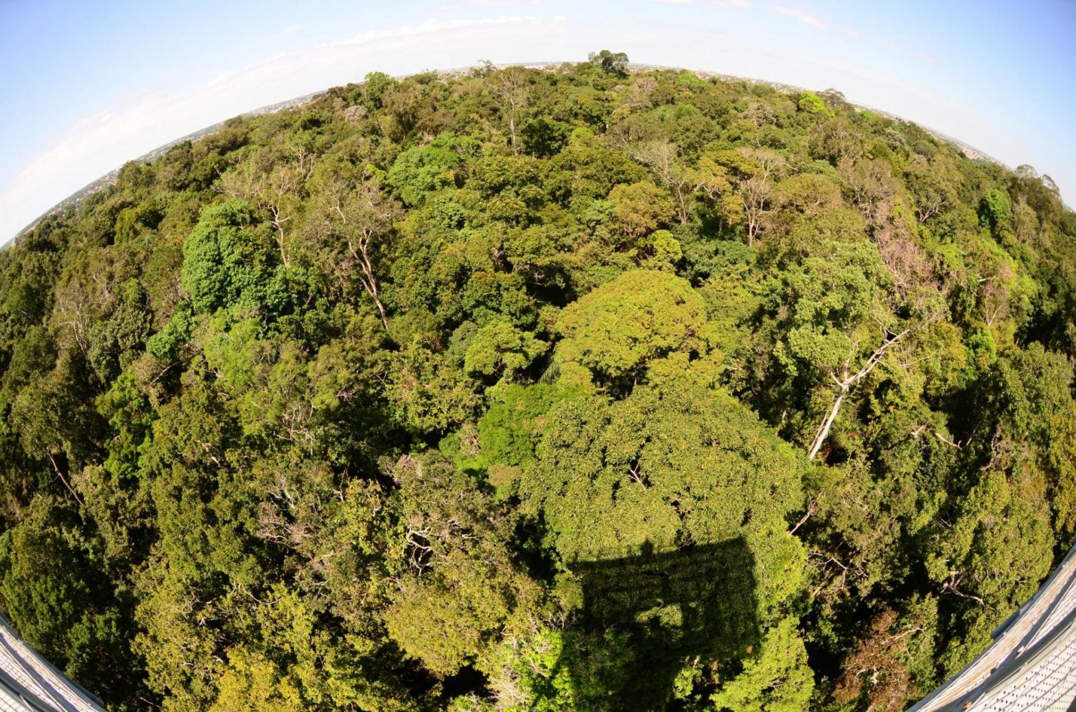 Amazonas registra queda de 56% de desmatamento em novembro