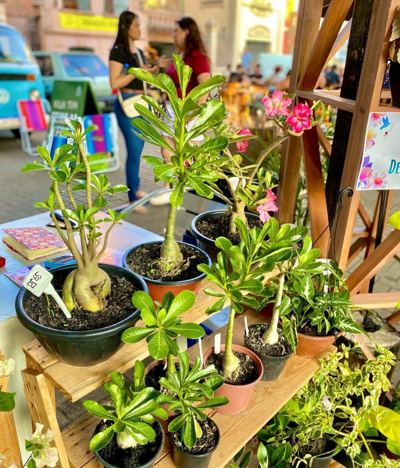 1ª Feira Pé de Tucumã em Manaus terá produtos de Economia Criativa