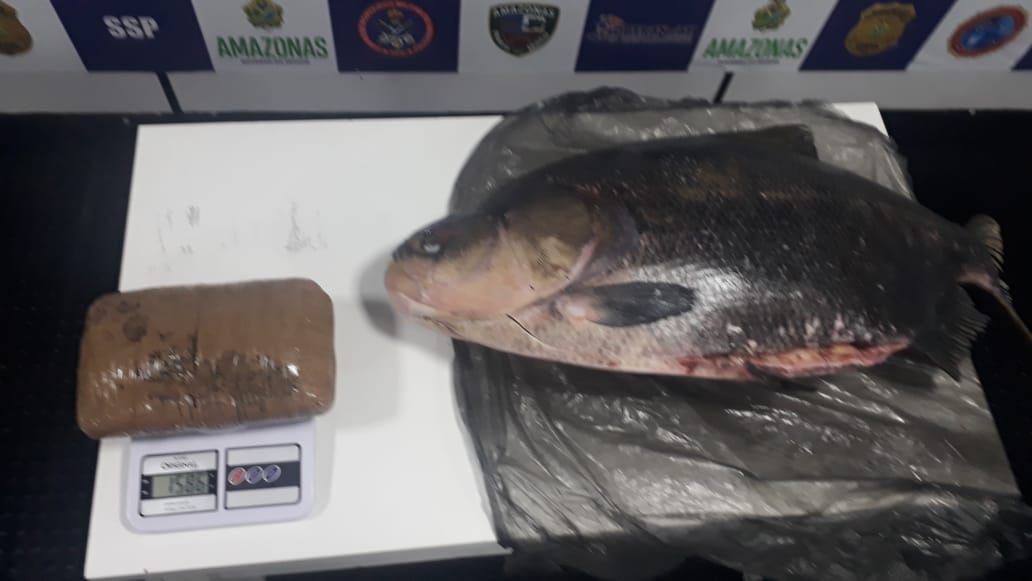 Tambaqui recheado com 1,5 kg de cocaína é apreendido no Amazonas 