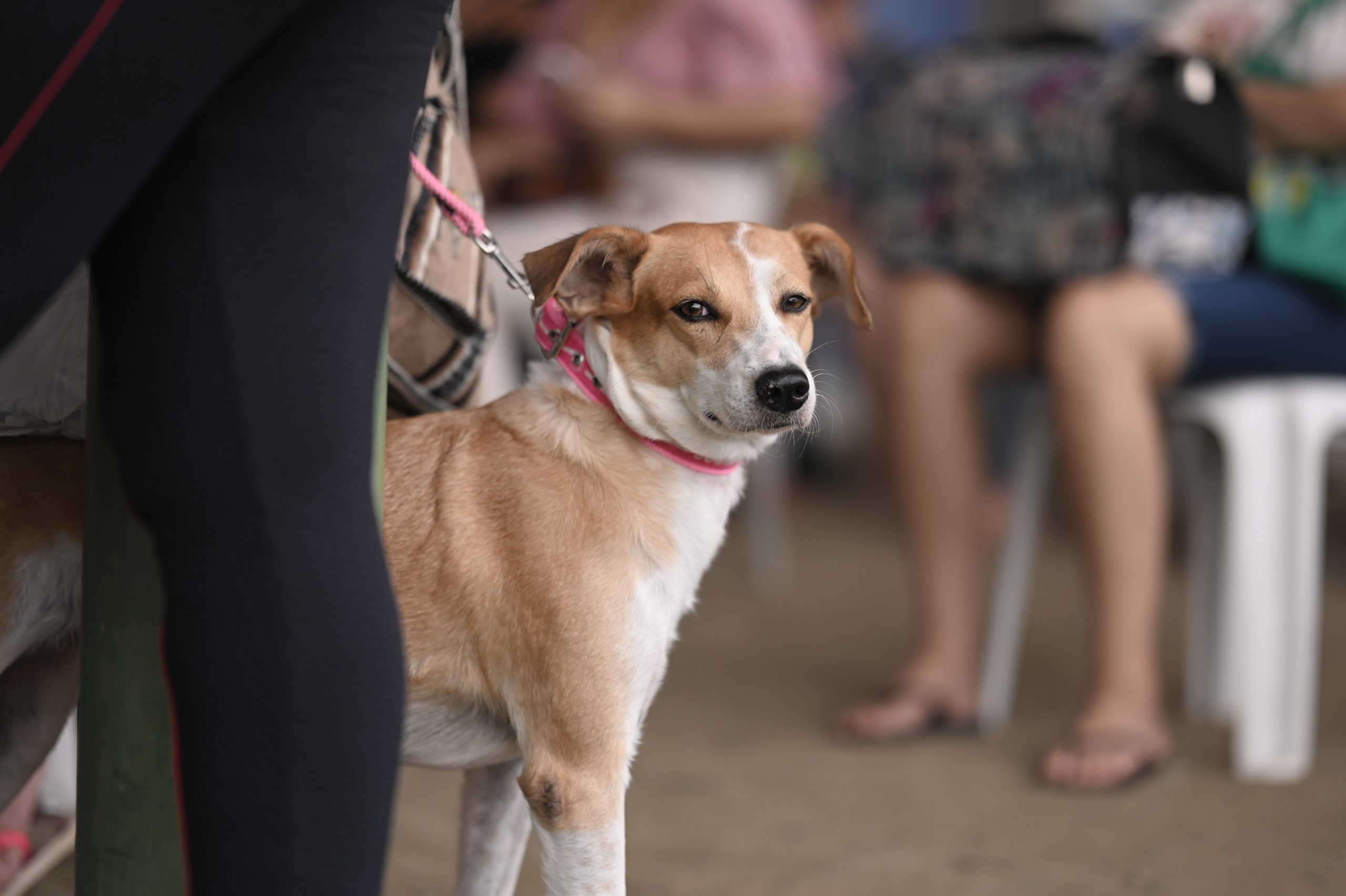 Castramóvel abre agendamento para o bairro Cidade de Deus; confira