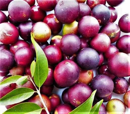 Pesquisa mapeia plantas medicinais de comunidades do Médio Solimões