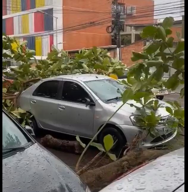 Árvore desaba sobre carro e deixa trânsito caótico em Manaus