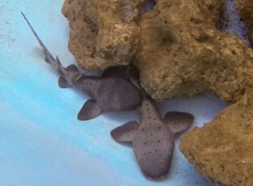 Turista é atacada por tubarão durante mergulho em Fernando de Noronha