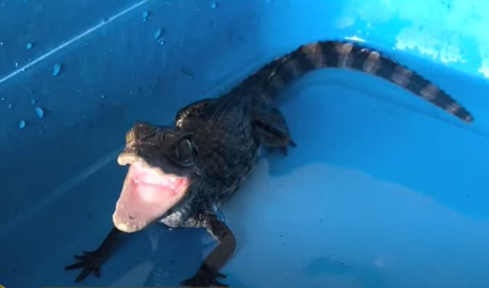 Membro de facção é preso com drogas e criadouro de jacaré em casa em Manaus