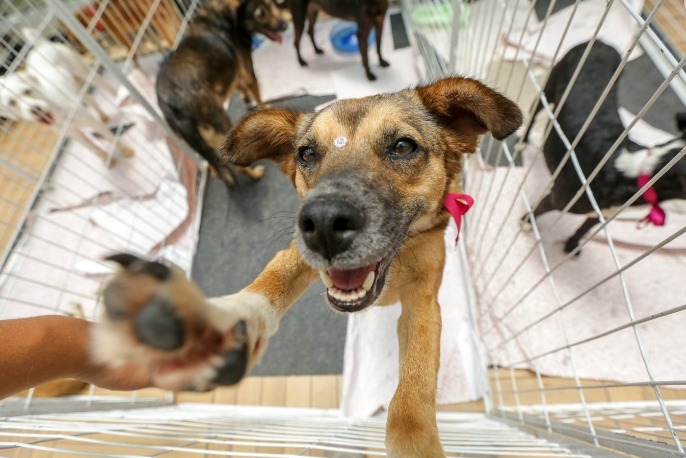 Campanha divulga animais disponíveis para adoção em Manaus