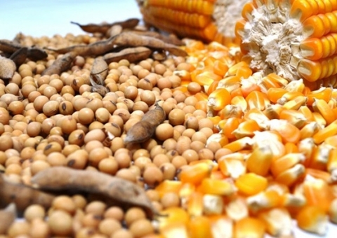 Governo zera imposto de importação da soja e do milho