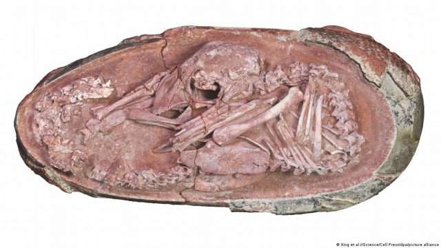 Raro embrião de dinossauro de 66 milhões de anos é encontrado na China